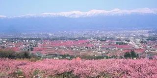 ロゼ色に染まる４月の桃源郷へあなたと