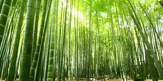 御朱印ビキナーさんオススメ！「鎌倉」自然を感じる御朱印巡り♪