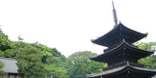 みかんランチと、ちょっぴりお遍路の松山さんぽ