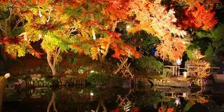 紅葉の鎌倉できゅんな癒しのひととき♪