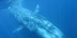 海と陸の最大級の生物に出会う大自然の旅／スリランカ