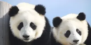 パンダ三昧！かわいい三昧！双子のパンダに癒される、暖か南紀でほっこりクリスマス♪