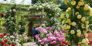 世界最大級のバラ園！花フェスタ記念公園と可児周辺を巡る旅