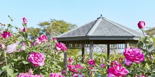 秋の花菜ガーデンと平塚あそび