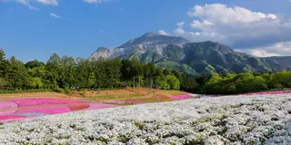 日帰り 春の秩父爛漫の旅