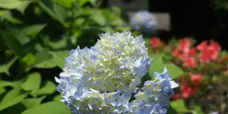 晴れ時々花の寺巡り