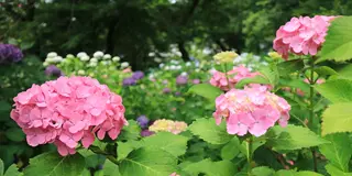 関西あじさい寺巡り