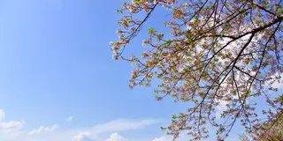 【春の熊本観光スポット20選】春の季節だからこそ行きたい人気の観光スポットランキングを発表！