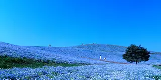 [次のデートは茨城へ♡]茨城でオススメのデートスポット12選！