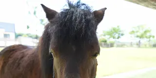 今治でたっぷり子どもと遊ぶ！食べるなら野間馬ハイランドコース