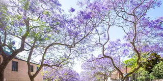 オーストラリアの桜「ジャカランダ」でシドニーのお花見