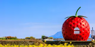 【旅のヒント】道端に突然フルーツが出現❗童話的でファンタジックな待合室❗