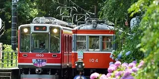 梅雨だから…そして今だからこそ敢えて行く！箱根の山であじさい＆温泉ざんまい