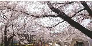 彼氏がいたらデートで行きたい（新潟市で女子大生のつぶやき聞いてしまった。）
