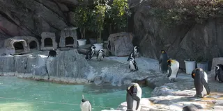 上野動物園で動物達に癒される休日