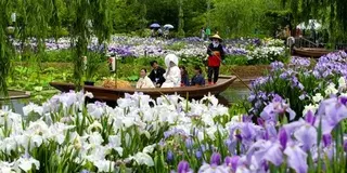 水郷佐原のあやめ祭りを見に行こう！