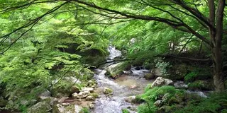 わんこと茨城