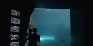 新潟上越市立の水族館「うみがたり」を含む子ども連れ向けおでかけプラン！