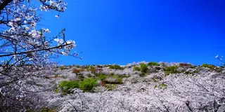 【宮崎春の花旅】桜を巡る春を満喫できるスポット特集！