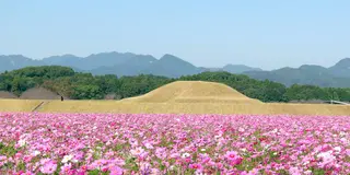 【宮崎秋の花旅】コスモスを巡る秋の花を満喫できるスポット特集！