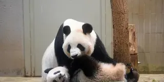 東京日帰り旅行（上野動物園 ほか）
