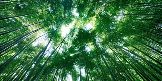 夏の鎌倉満喫！