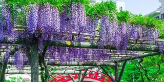 ＧＷ2023東京イチの亀戸天神の藤棚と、スカイツリー鯉のぼりと台湾ビール