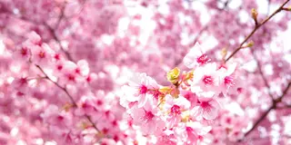 ついに行ったよ！河津桜見物ツアー♪