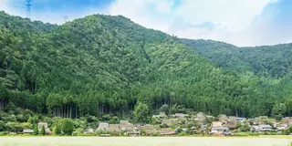 【京都・美山】咲き誇るそばの花と美味しいおそば屋さんをめぐる旅