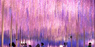 「あしかがフラワーパーク」のふじ