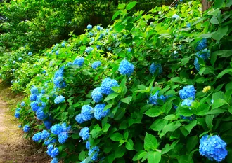梅雨シーズンだから楽しめるあじさい公園