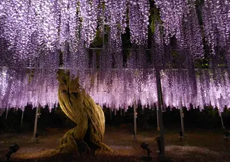 日帰りで行ける！～栃木旅行～
