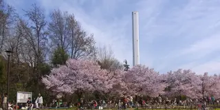 世田谷の絶品パンを持ってお花見に出かけよう！