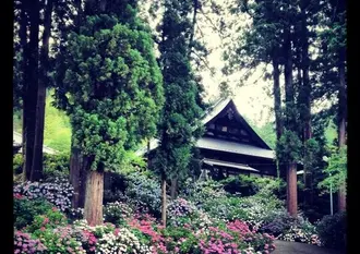【梅雨の山梨】お寺に２万本の紫陽花【富士川町】