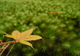 秋の紅葉、京都三千院でぶらり御朱印散歩
