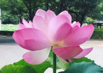 福井の地元民がゆく！福井のお蕎麦と公園と！恐るべし福井クオリティカフェ‼︎