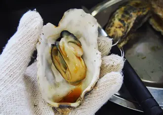 冬の塩釜・松島  美味しい海鮮を食べに行こう！