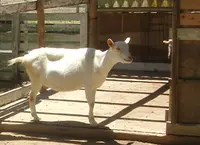 まきばの館の写真・動画_image_78420