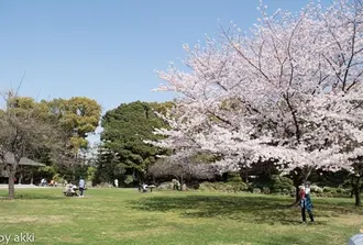 清澄白河　ゆったり,てくてく お花見散歩