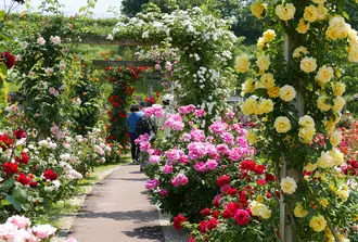 世界最大級のバラ園！花フェスタ記念公園と可児周辺を巡る旅