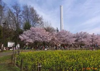 世田谷の絶品パンを持ってお花見に出かけよう！