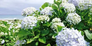 【琴浦deウォーキング】さわやかな潮風と青い空、青い海、そして、あじさい♪
