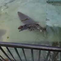 帯広動物園の写真・動画_image_437230