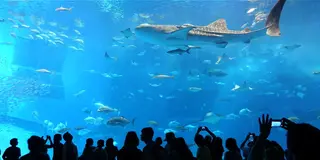なんだかんだバスツアーが外れなしだった沖縄本島