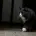 もりのやまねこ
