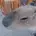 のすのす