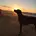lovedog