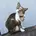 はなつこ