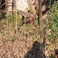 桜江大橋の写真・動画_image_57997