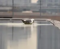 晴海ふ頭公園の写真・動画_image_26420